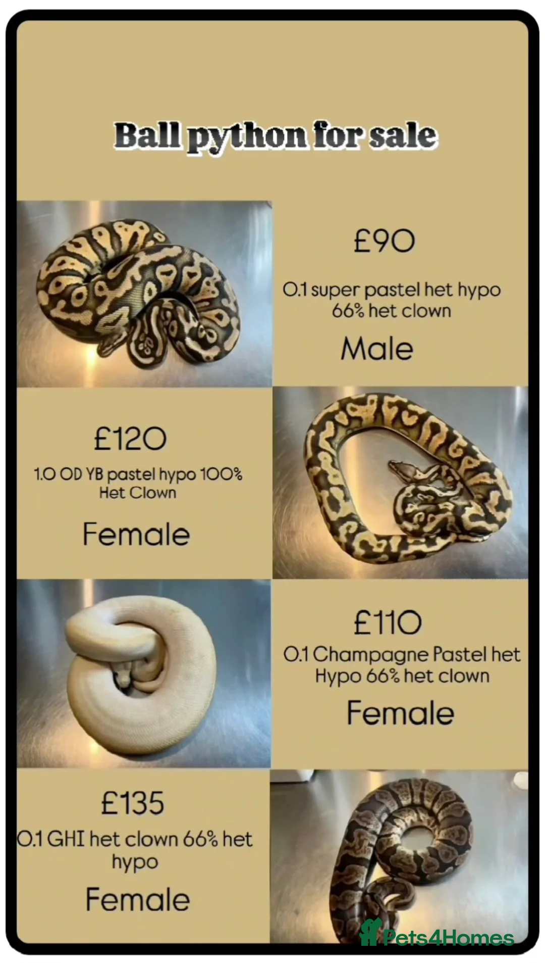 Python Snake reptiles for sale: 4 ball python for sale in Edinburgh - Advert 1