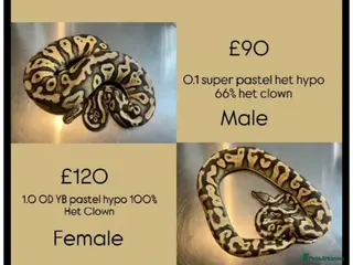 Python Snake reptiles 4 ball python for sale in Edinburgh - Advert 7