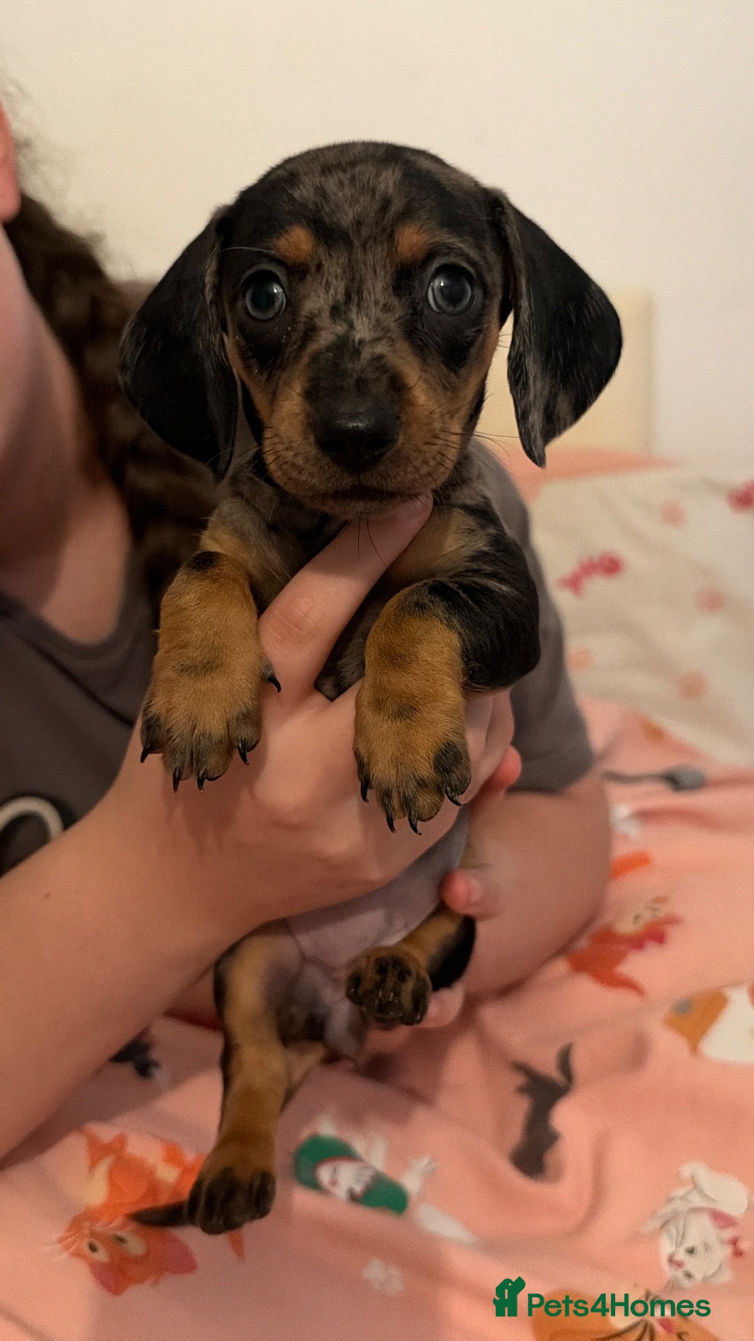 Miniature Dachshund dogs 8 beautiful miniature dachshunds - Advert 6