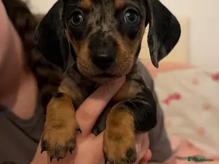 Miniature Dachshund dogs 8 beautiful miniature dachshunds - Advert 6
