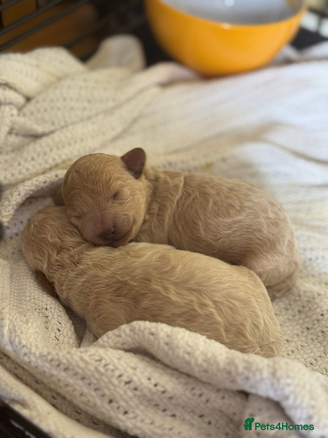 Maltipoo dogs for sale: Premium health tested toy teddybear maltipoo’s - Image 6