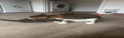 Mixed Breed cats for sale: 1 GREY KITTEN LEFT FOR SALE  - Advert 12