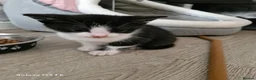 Mixed Breed cats for sale: Two beautiful moggie male kittens in Taunton - Advert 2