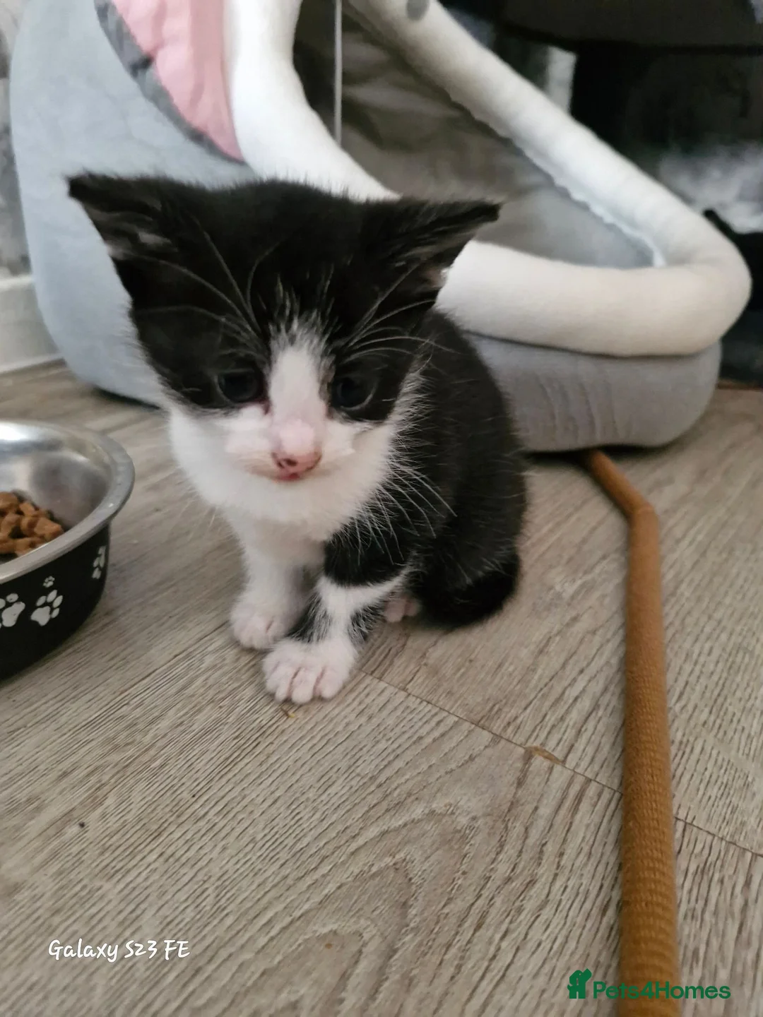 Mixed Breed cats for sale: Two beautiful moggie male kittens in Taunton - Advert 2