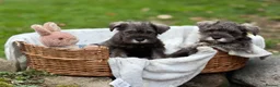 Miniature Schnauzer dogs for sale: Gorgeous kc reg miniature schnauzers ready now  - Advert 15