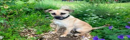 Mixed Breed dogs for adoption: Rocco - North Walsham Norfolk  - Advert 5