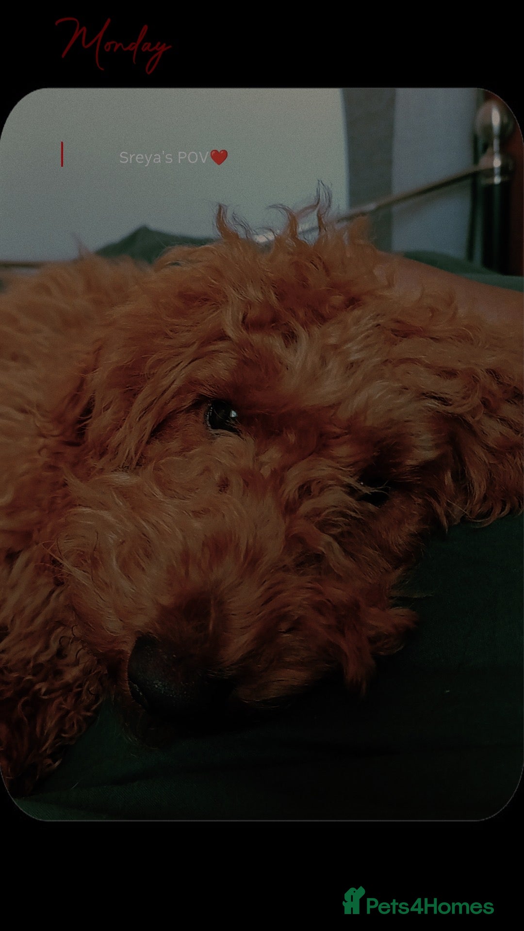 Mixed Breed dogs Jacky - poodle. REDUCED - Advert 10