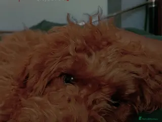 Mixed Breed dogs Jacky - poodle. REDUCED - Advert 11