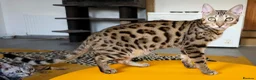 Bengal cats for sale: Striking Brown Rosetted Boy  - Advert 6