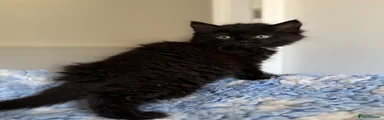 Mixed Breed Kitten 6