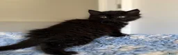 Mixed Breed cats for sale: Gorgeous kittens  - Advert 8
