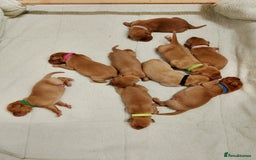 Labrador Retriever dogs for sale: KC Fox Red Labrador Pups *Ready for home 20/12/25* - Image 8
