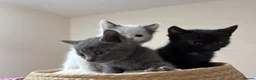 Mixed Breed cats for sale: THREE ADORABLE KITTENS LOOKING FOR LOVING HOMES! in Slough - Advert 9