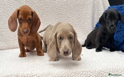 Miniature Dachshund dogs for sale: READY NOW  MINI DAXIS RAINBOW COLOURS PRA KC REG - Image 9