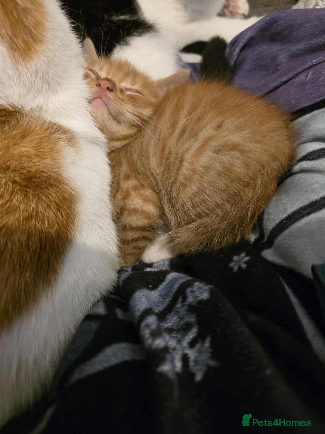 Mixed Breed cats for sale: 2 Ginger Kitties - Image 6