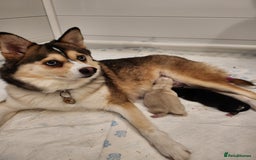 Pomsky dogs for sale: Pomsky puppies - Image 3