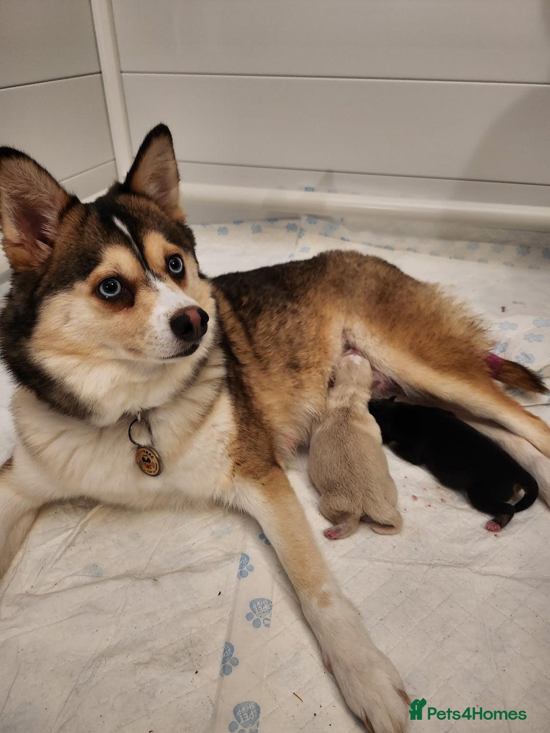 Pomsky dogs for sale: Pomsky puppies - Image 3