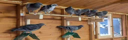 Pigeons birds for sale: Racing pigeons  - Advert 1