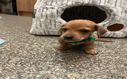 Mixed Breed dogs for sale: Maltese Cross Miniature Dachshund  - Image 8