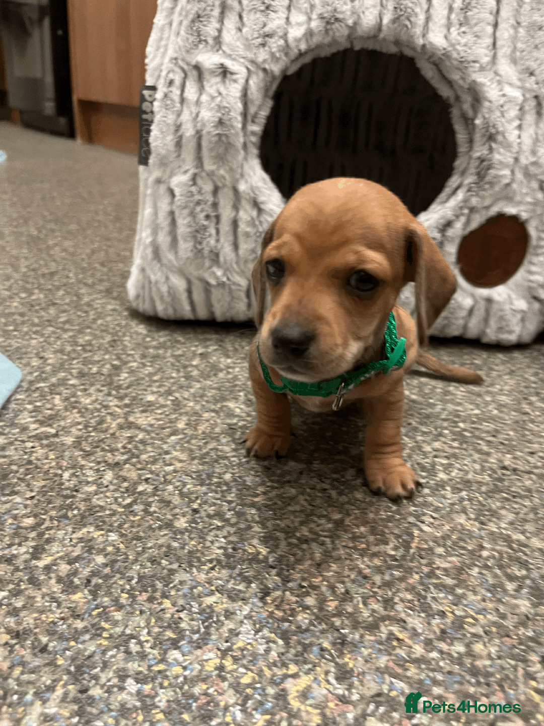 Mixed Breed dogs for sale: Maltese Cross Miniature Dachshund  - Image 8