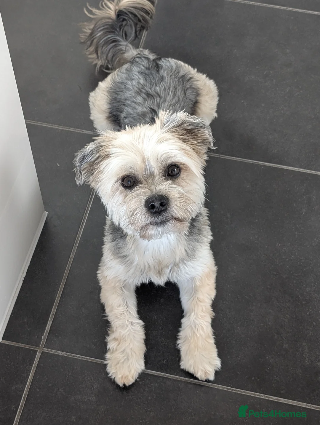 Morkie dogs for sale: Frankie - Advert 1