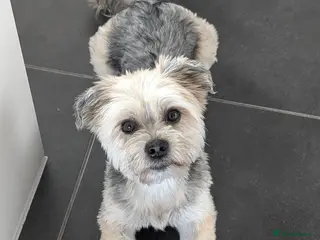 Morkie dogs Frankie - Advert 7