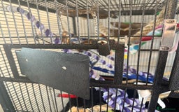 Rat rodents for sale: 3 male rats and massive amount of accessories  - Image 17