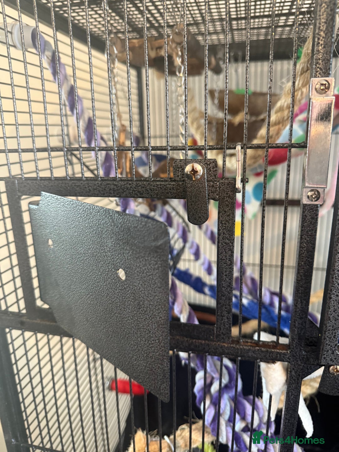 Rat rodents for sale: 3 male rats and massive amount of accessories  - Image 17