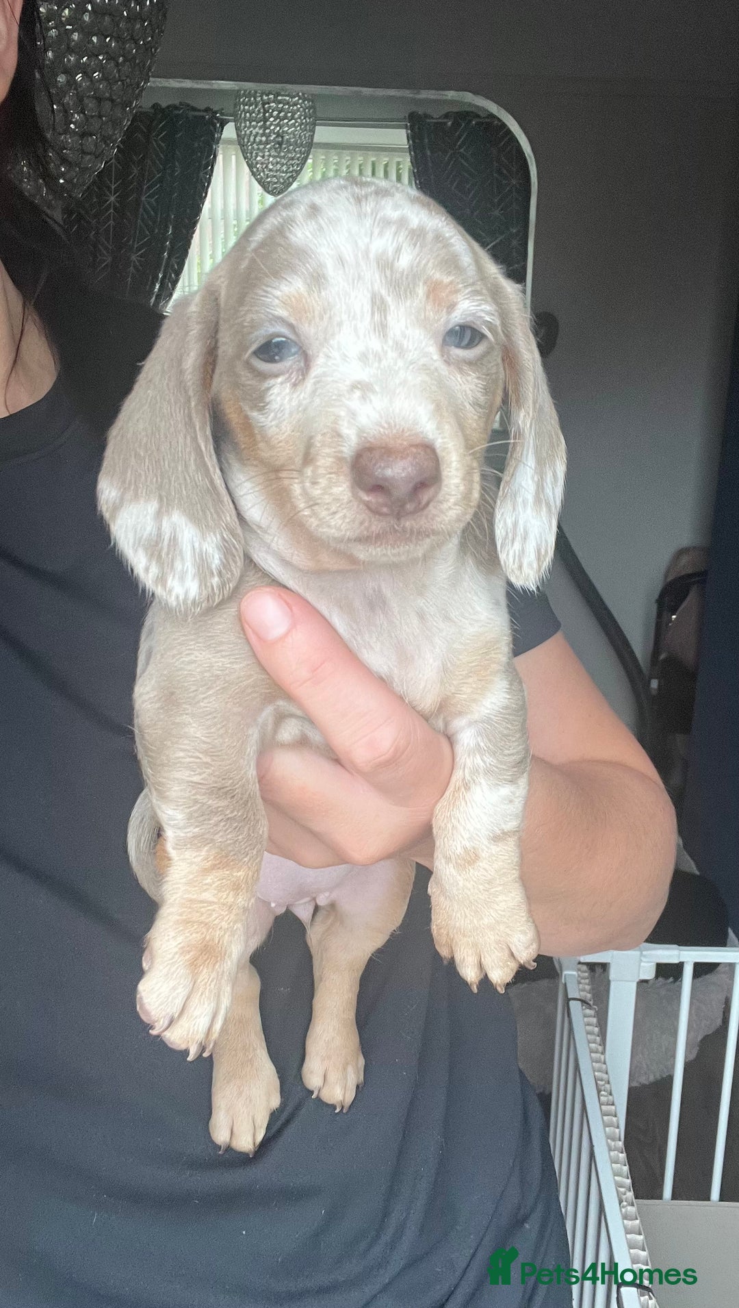 Dachshund dogs for sale: KC miniature dachshund  - Image 4