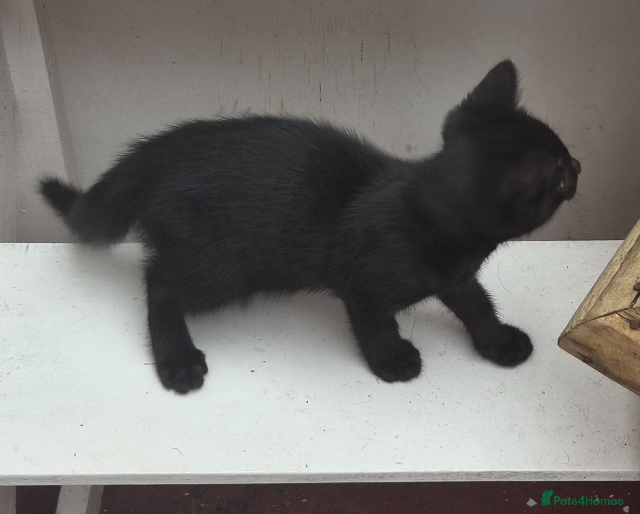 Mixed Breed cats Kittens for sale - Advert 2