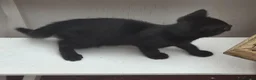 Mixed Breed cats for sale: Kittens for sale in Kilwinning - Advert 2