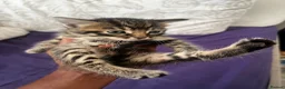 Mixed Breed cats for sale: AFFECTIONATE KITTENS ! READY FOR NEW HOME in London - Advert 2