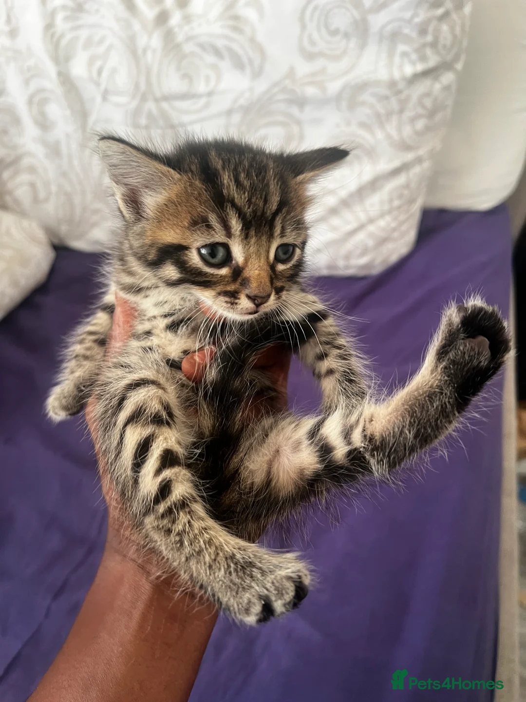 Mixed Breed cats for sale: AFFECTIONATE KITTENS ! READY FOR NEW HOME in London - Advert 2