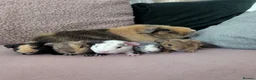 Guinea Pig rodents for sale: Lovely little teddies - Advert 4