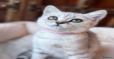 British Shorthair cats - Advert 15