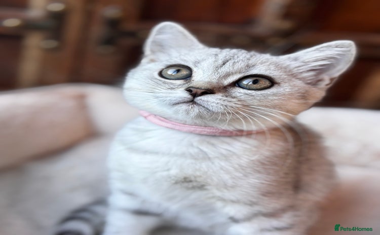 British Shorthair cats - Advert 4