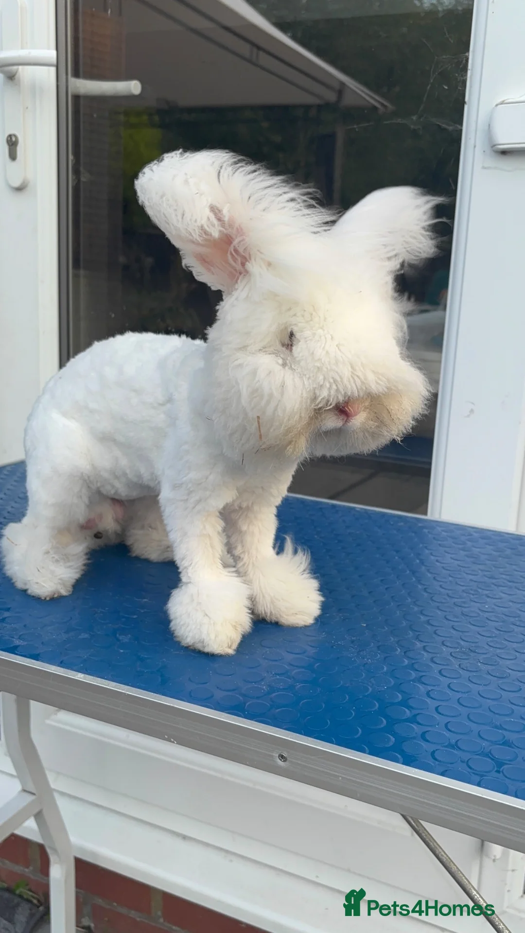 Angora rabbits for sale: Angora max faced bunny (buck)  - Advert 1