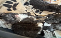 Maine Coon cats for sale: 5 beautiful kittens  - Image 18
