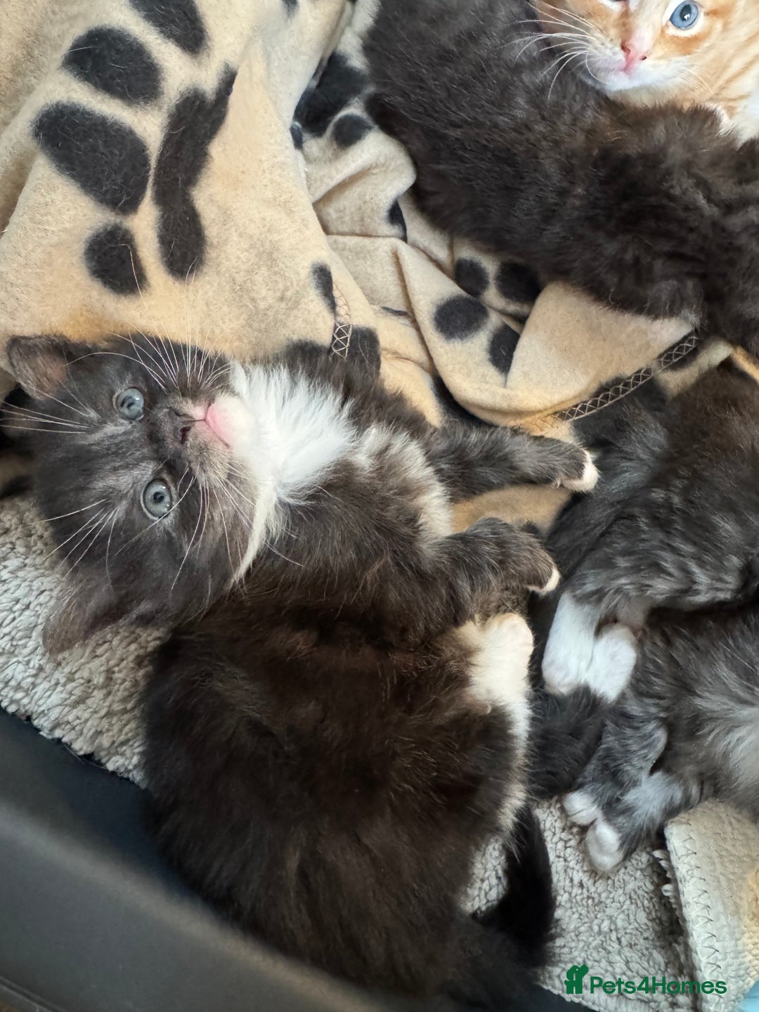 Maine Coon cats for sale: 5 beautiful kittens  - Image 18