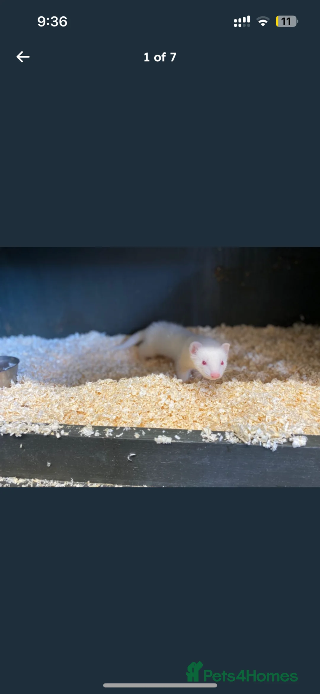 Ferret rodents for sale: baby albino ferret - Advert 2