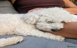 Cavachon dogs for sale: Cavachon Puppies - excellent example!  - Image 36