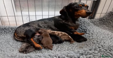 Miniature Dachshund dogs - Advert 8