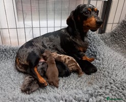 Miniature Dachshund dogs - Advert 8