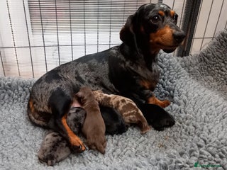 Miniature Dachshund dogs - Advert 35