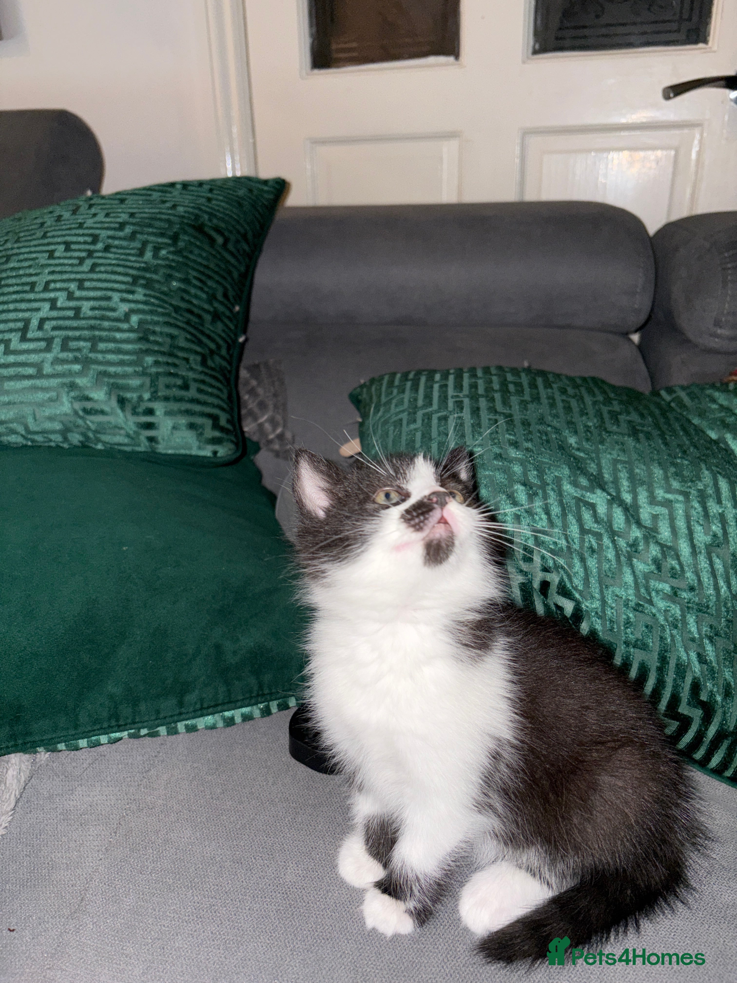Mixed Breed cats for sale: Adorable healthy kittens for sale  - Advert 3
