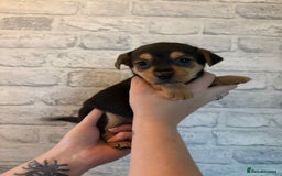 Jack Russell dogs for sale: Jack Russel puppies ready now! Dob is wrong - Image 15