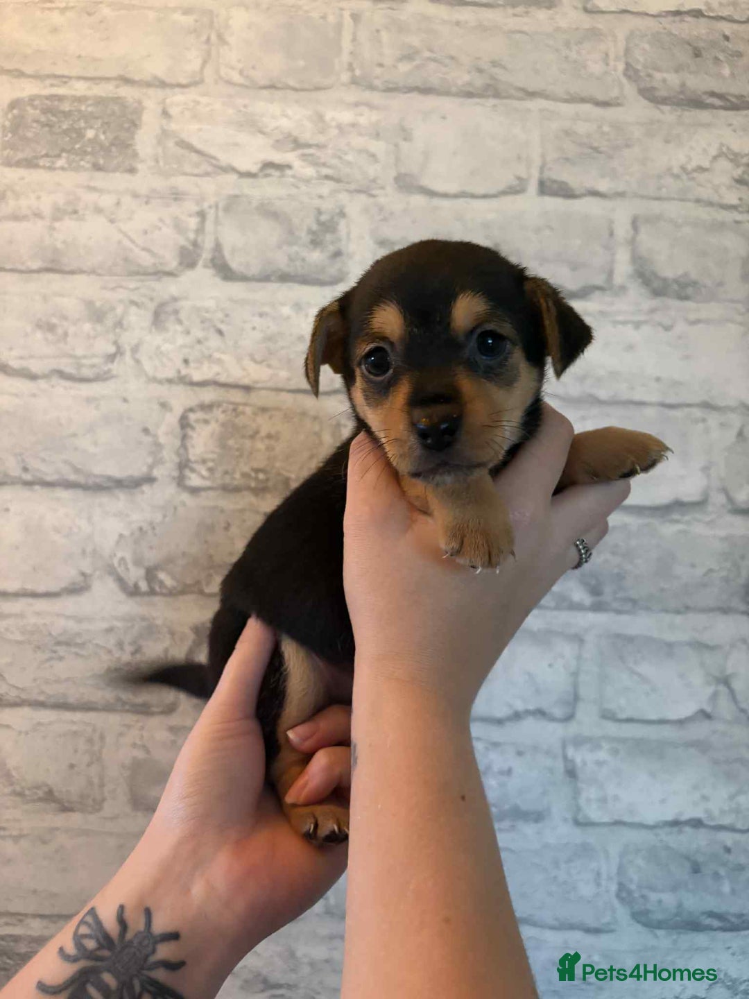 Jack Russell dogs for sale: Jack Russel puppies ready now! Dob is wrong - Image 15