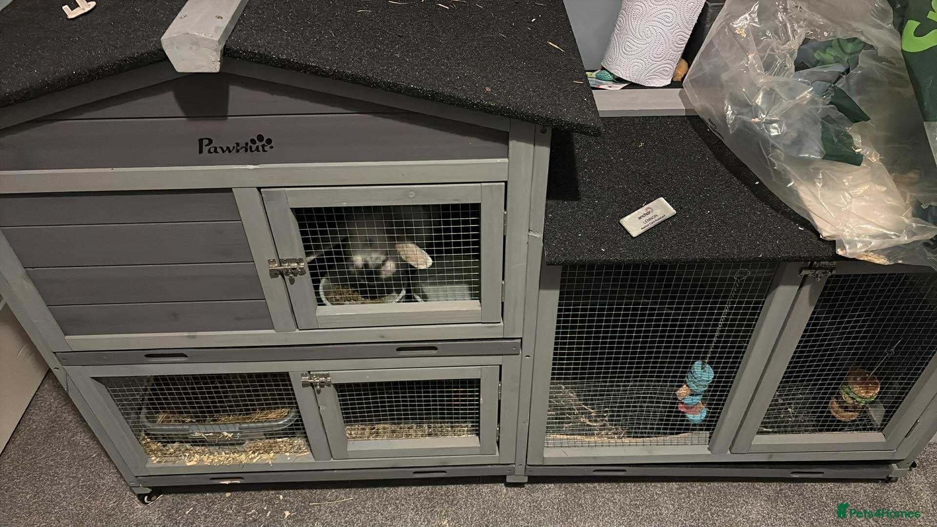 English Lop rabbits 4 year old affectionate rabbit  - Advert 11