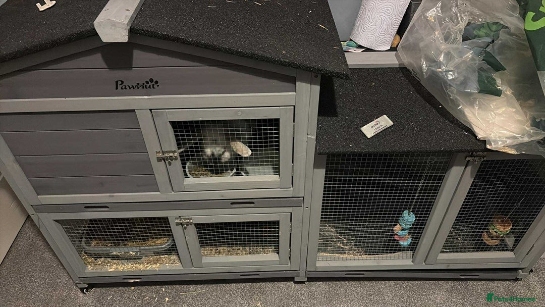 English Lop rabbits for sale: 4 year old affectionate rabbit  - Advert 1