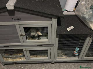 English Lop rabbits 4 year old affectionate rabbit - Advert 11